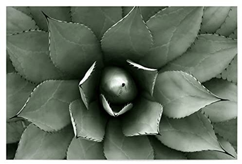 artboxONE Poster 45x30 cm Natur Agave hellgrün hochwertiger Design Kunstdruck - Bild Agave Agave Blatt