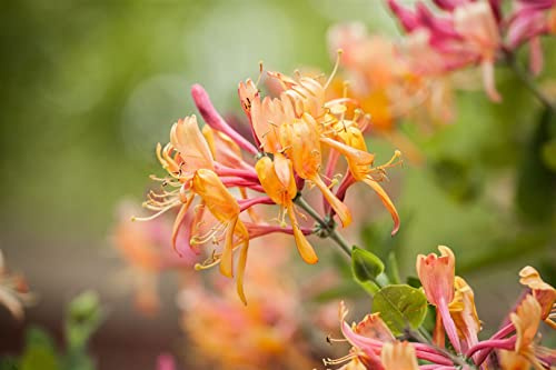 Geißblatt Lonicera henryi 40-60 cm Kletterpflanze winterhart immergrün | Duftende Blueten, ideal als Sichtschutz, bienenfreundlich, sonnig bis halbschattig, schnittvertraeglich