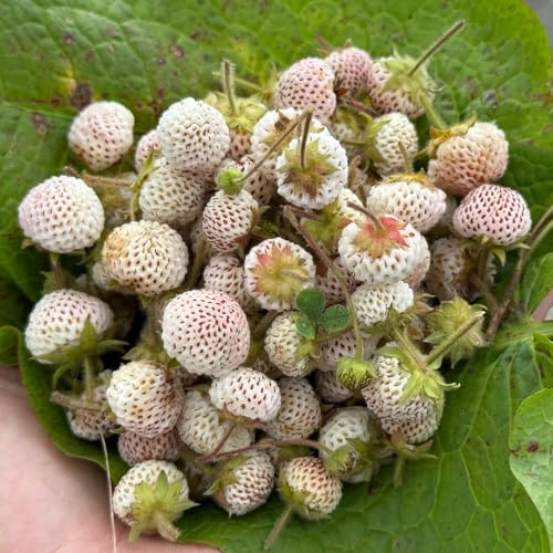 semillas de fresa silvestre, resistentes, decorativas, 250pcs