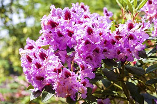 Rhododendron Hybrid 'Kabarett' 40-50 cm – Winterhart, Immergrün, Mehrjährig – Rhododendron – Zierstrauch für Garten & Kübel