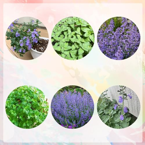 katzenminzesamen kaufen, exotische bio 500pcs