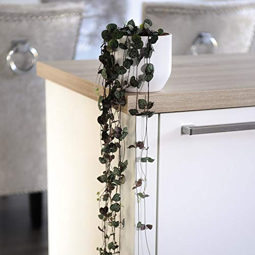 String of Hearts Indoor Trailing House Plant Unique & Undemanding Ceropegia Rosary Vine, 2 x String of Hearts (Ceropegia Woodii) Plants in 10cm Hanging Basket Pot by Thompson and Morgan