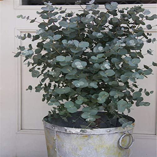 Lot de 30 graines d'eucalyptus pour bonsaï, aromathérapie, décoration tropicale pour la maison – Graines de fleurs, de légumes, de fruits, de jardin