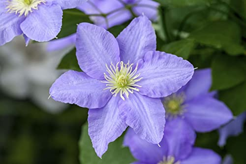 Waldrebe Clematis Hybride Elsa Späth 60-100 cm winterhart Kletterpflanze | Grossblumig, violettblaue Blueten, sonnig bis halbschattig, ideal fuer Zaun und Spalier, langlebige Gartenpflanze