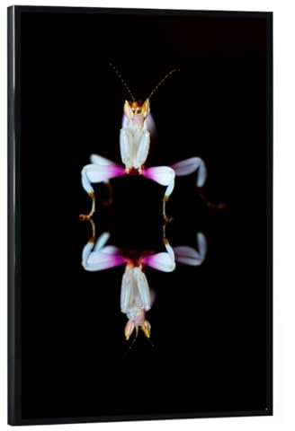 artboxONE Poster mit schwarzem Rahmen 45x30 cm Tiere Orchideen Gottesanbeterin - Bild gottesanbeterin