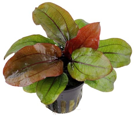 WASSERPFLANZEN WOLFF | Kompakte intensiv Rote Schwertpflanze/Echinodorus 'Reni' | Ideal für Mittelgrund & kleine Aquarien | Anspruchslos & Farbstark | Blickfang - Kontrast zu allen Grüntönen