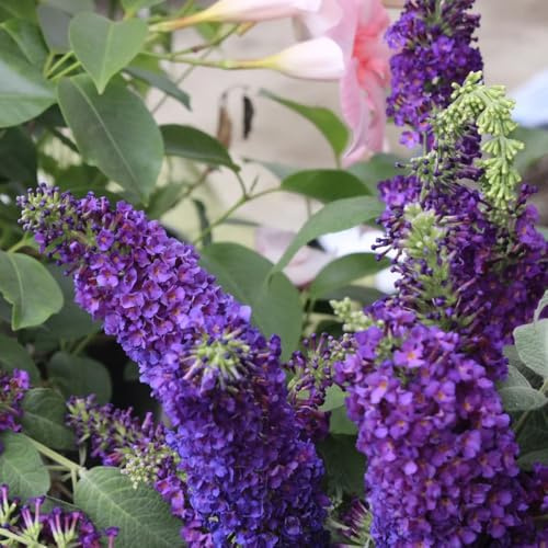 schmetterlingsflieder, schmetterlingsstrauch buddleia gartendeko für draußen, blumenteppich winterharte garten schnittblumen 40samen