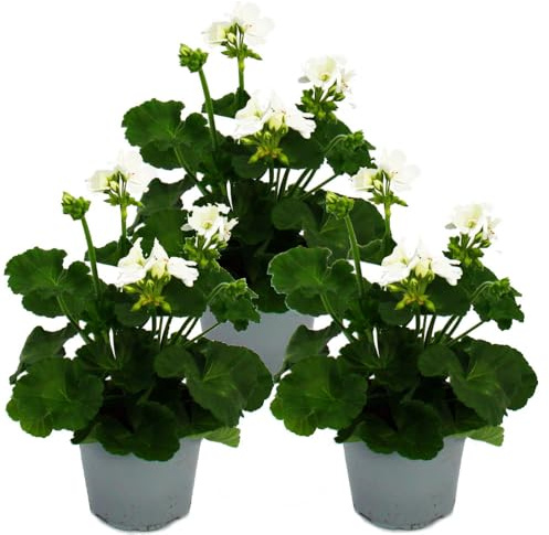 Géraniums debout - Pelargonium zonale - Pot de 12 cm - Lot de 3 plantes - Blanc