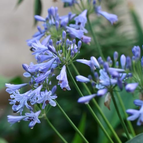 semillas resistentes de agapanthus - jardín de rocas resistentes de lirio agapanthus, silvestres, 65pcs