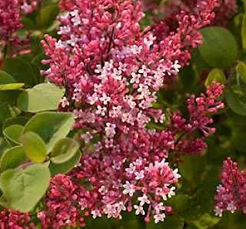 Duft Zwergflieder Tinkerbelle 60-80cm - Syringa