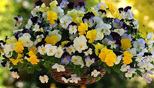 Portal Cool 15 Pansy Cool Wave Mix Trailing Pansy (Hanging Pansy)