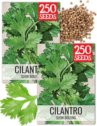 Seed Needs Cilantro Seeds for Planting Coriander Kitchen Herbs - Non-GMO Heirloom & Untreated - Grow a Home Grown Herb Garden Indoors or Outdoors (2 Packs)