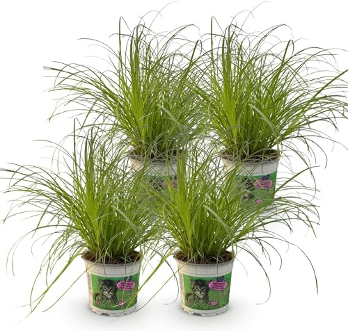 Cyperus alternifolius Zumula – 4 Pflanzen Set – Ø12cm Höhe 28–30cm – Katzengras mit fächerförmigen Blättern – Haustierfreundliche Zimmerpflanze