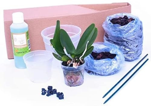POWERS TO FLOWERS - Kit Orchidea Phalaenopsis, Kit coltivazione Orchidea Phalaenopsis