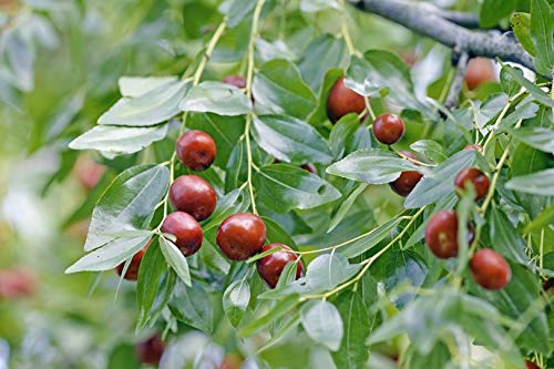Jujube, chinesische Dattel, Brustbeere `Li´, Ziziphus jujuba, 120-140cm im Topf