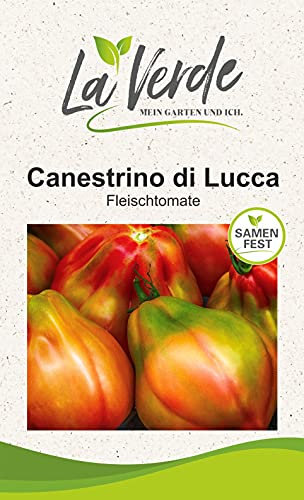Canestrino Tomatensamen