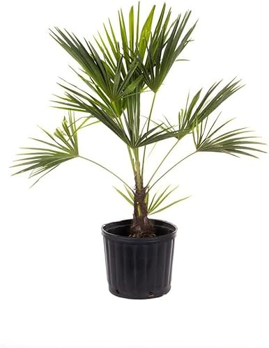 Washingtonia Robusta ± 100cm de Altura Palmera Natural