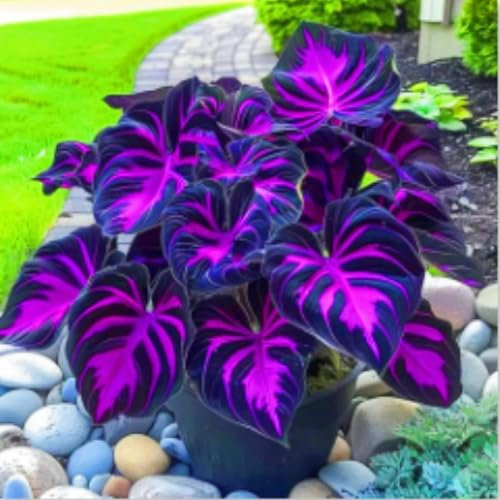 Rare Plants Surprise Gift Hostas Garden Flowers Easy to Grow Wedding Flowers-4bulbs-c