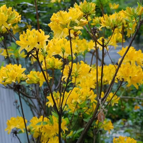 semi di rododendro - biologici di selvatici, azalea resistente all'inverno per balconi decorazione del soggiorno 120pcs