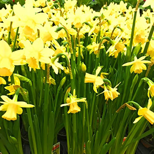 10 'Tete-aTete' Daffodil Bulbs Ready to Plant (Free UK Postage)