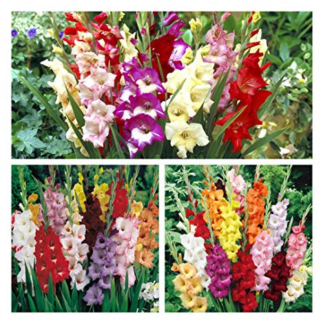 Gladioli Mixed Flower Corms Bulbs (30) Colourful Summer Flowers