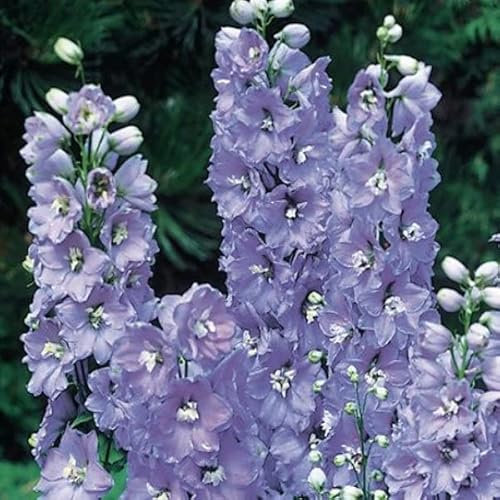 6 x Delphinium 'Guinevere' - Rittersporn Guinevere Topf 9x9cm