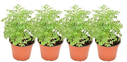 DECOALIVE Set de 4 Rudas Plantas Aromáticas de la Suerte Plantas Naturales para el Hogar (8436601571984)