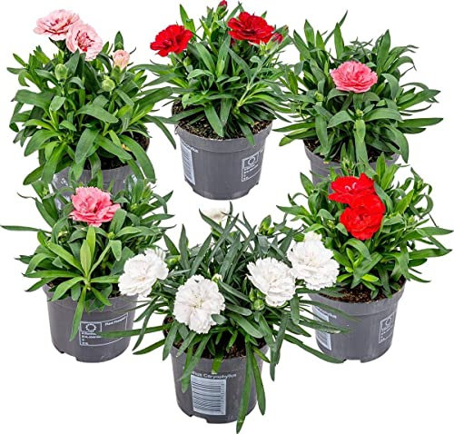 Clavel - Pack 6 Unidades - Plantas Naturales Dianthus Flores de Colores