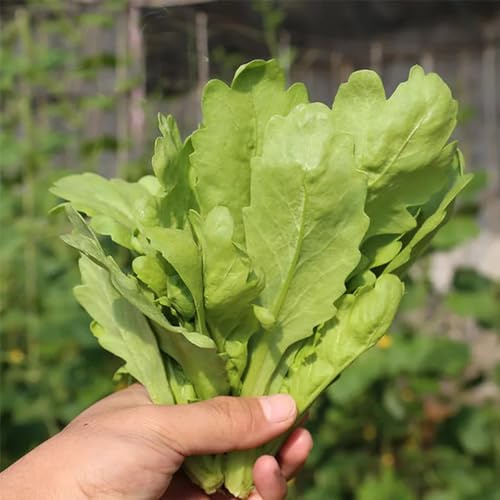 Coronario di crisantemo - resistenti in vaso crisantemo commestibile rare varietà antiche di Aiuole rialzate per il giardino invernali 350semi