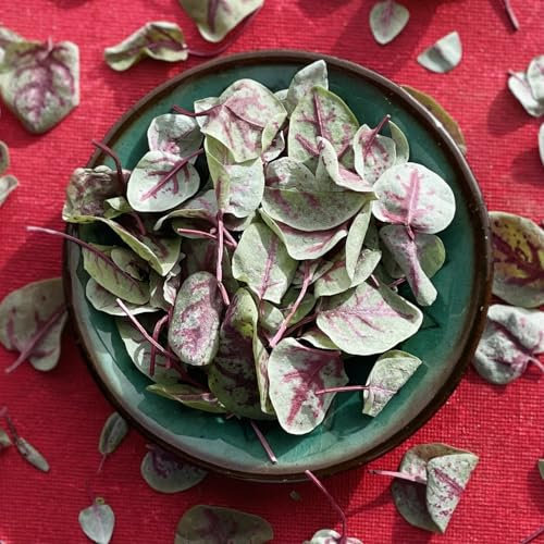 Edible Salad Burnet Leaves - 400ml - Freeze Dried - UK Product - Certified Food Grade (529)