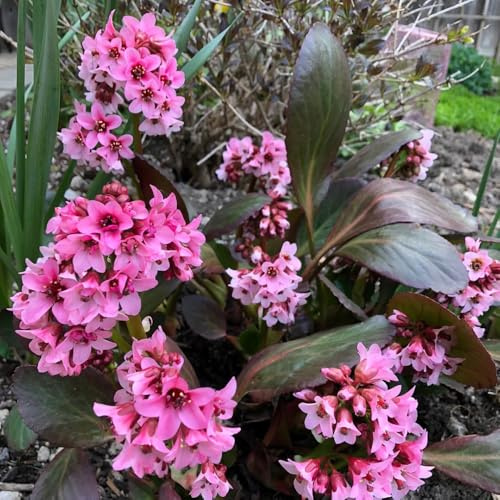 semi di bergenia medicinali, orto, giardino, decorazione da giardino per esterni resistenti, 300pcs