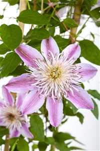 Clematis Hybride 'Empress' 60-100 cm – Winterhart, Mehrjährig – Waldrebe – Kletterpflanze für Pergola & Rankhilfe