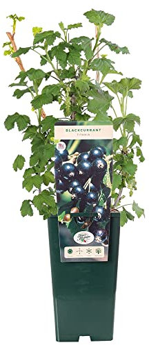 Blackcurrant Ribes Titania | Deciduous Fruit Plant Shrub | 30-50cm Potted