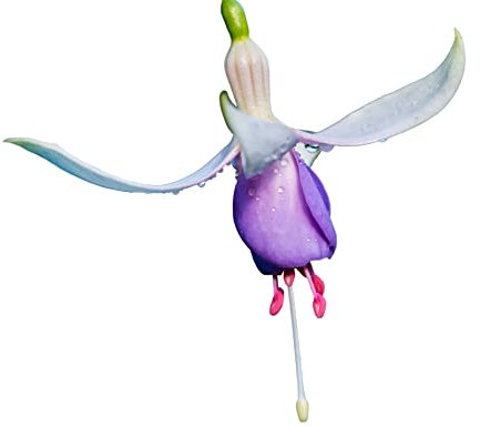 Fuchsia Plants, 'Delta Sarah', 1 x Full Plant in a 1 Litre Pot, Fuchsias, Garden Ready and Ready to Plant, Premium Quality Garden Perennials