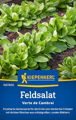Kiepenkerl Feldsalatsamen Verte de Cambrai 1007850 - Salatpflanzen mit dichten Röschen aus mittelgroßen, runden Blättern und Inhalt für 20 lfd. Meter - Saatgut