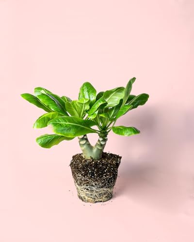 Palmera Hawaiana | Planta Natural de Interior | Pur Plant