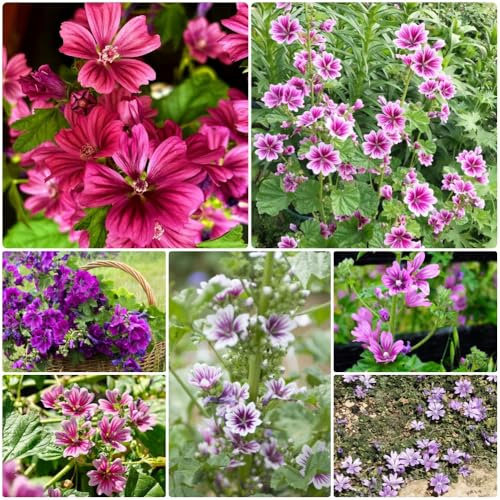 Semi di malva, semi di come per gli ospiti serre da balcone selvatici farfalle estivi decorazione da giardino 400pcs