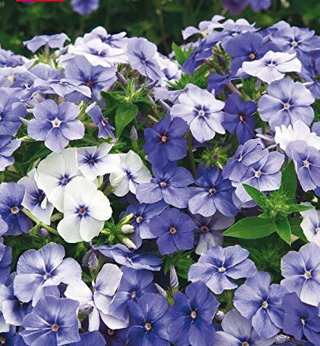 175 Seeds of Flower Phlox Moody Blues