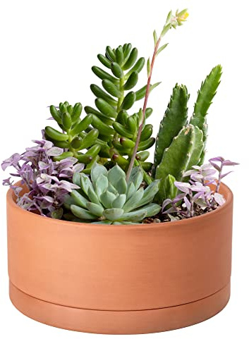 D'vine Dev Medium 8 Inch Terracotta Shallow Pot, Round Cylinder Succulent Cactus Planter Pot with Drainage Hole and Saucer, 41-B-M-1 | Wide Bowl Design, Unglazed Terracotta, Porous & Breathable, Minimalist Style, Ideal for Succulent Arrangements