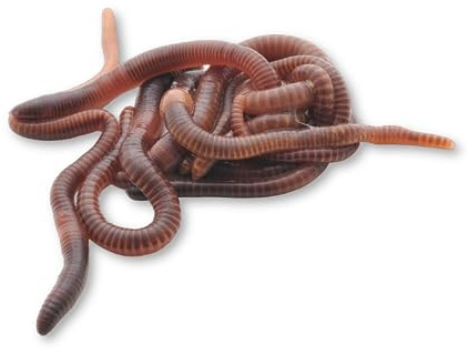 GREEN GOF Lombriz Rosso Californiana (Eisenia Foetida), 1000 Unds - Selezionati a Mano - Formati 100, 200, 500 e 1000 Unds - Spedizione dal lunedì al giovedì - Servizio freddo -24H - Confezione