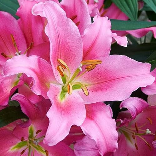 Set 10x Lilienzwiebeln Orientalische Lilie Lilium Zwiebeln Onion Knollen Rosa Pink Praiano