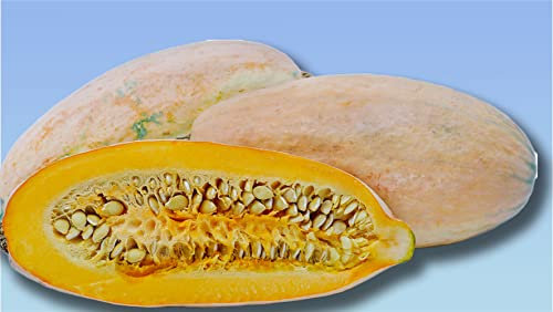 Planète graines - lot de graines courge jumbo - 8 GRAINES - SQUASH JUMBO PINK BANANA - CURCUBITA MAXIMA - légume ancien