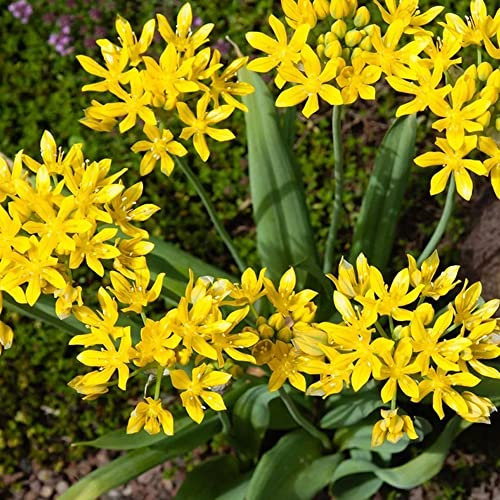 15 x Allium Moly – Spring Flowering Bulbs – Golden Garlic – Perennial – Stylish Tall Stems with Beautiful Flower Heads – for Your Beautiful Garden