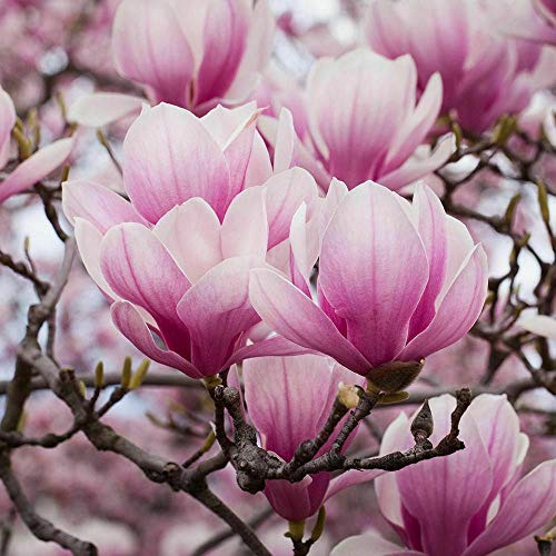 Magnolia giapponese Magnolia Soulangeana pianta in vaso ø28 cm h 150/180 cm Vivaio di Castelletto