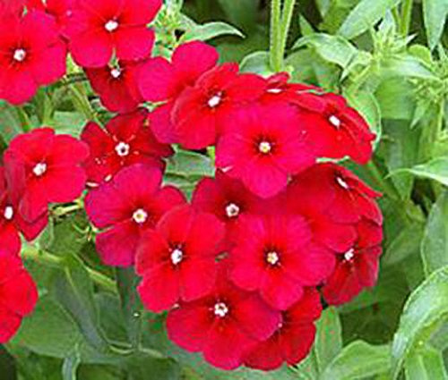 NUOVO!! 30+ FRAGRANTI Phlox fiore rosso semi/SHADE PERENNE :Seeds only