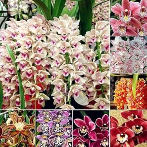 Rari Cymbidium Facile Da Mantenere Crescita Rapida Bellissimo Giardino(Steli grandi,Senza semi,non artificiali)-10tuberi-J