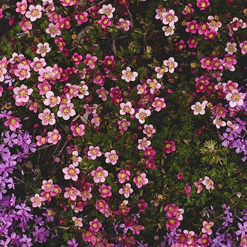 Organic Saxifraga arendsii Mossy Species Mixed Flower Rockery Seeds - 300 Seeds