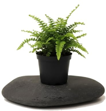 Nephrolepis Exaltata Helecho Espada DECOALIVE Planta Natural de 25 cm en Maceta 12 cm para Decoración Verde