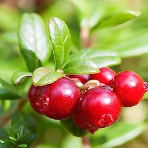semi di mirtillo rosso - mirtillo rosso - fresca, decorazione da giardino per esterni resistenti all'esterno di sapote, resistenti 40pcs