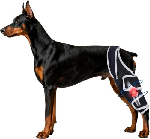 Hunde-Kniebandage für gerissene ACL CCL-Verletzungen und Hüftdysplasie, verstellbare Beinstütze mit Metallstabilisatoren, universelle Rück- oder Vorderbandage für mittelgroße Hunde zur Unterstützung